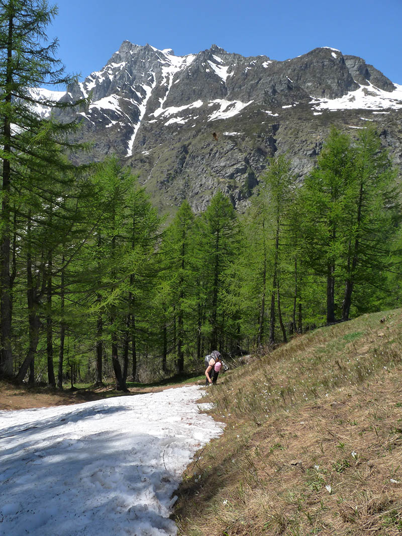 Lamproderma dall''Alpe Devero